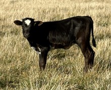 Pacific Red Jet 25 hef