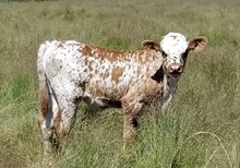 A&S Lucky Speckles