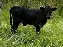 2025 Jo Dee bull