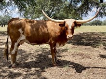 SR Waylon's Blithe 258