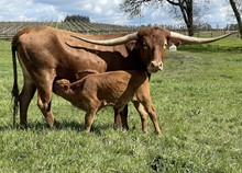 A&S Reba