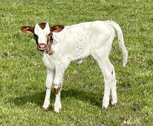 A&S Miss Petunia