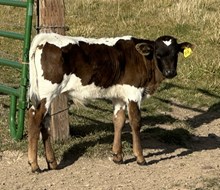 Pearl Strand 25 bull