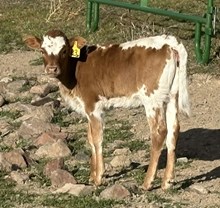 Perfect Paige 25 hef