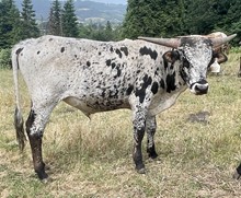 A&S Speckled Saddle