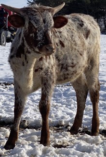 A&S Speckled Cowgirl