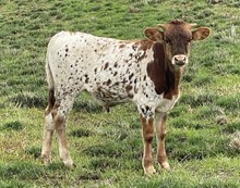 A&S Speckled  Steer