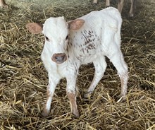 A&S Buttercup