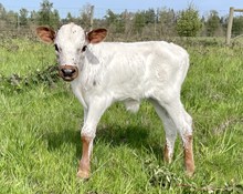 A&S Red Roan