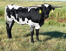 DB Prom's Allegra Heifer