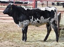 DB Prom's Allegra Heifer
