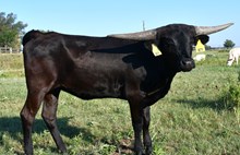 DB Prom's Brianna Heifer