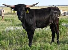 DB Prom's Celia Heifer