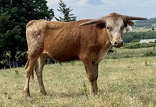 A&S Awesome Bull