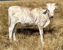 A&S Speckled Kay