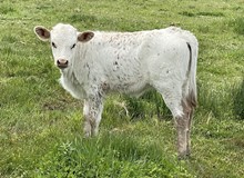 A&S Frost Spot