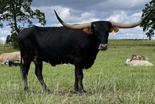 A&S Brown Cow