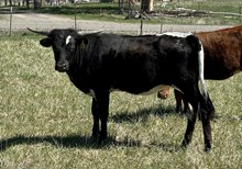 Platinum Pearl 25 hef