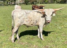 A&S Smokin a Bull