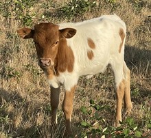 A&S Cash Cow