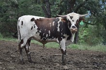 6CR RIO BOOTI