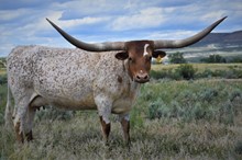 CR Sloan Ranger