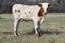 # 2445 HR Rio Reb x Warlock HR