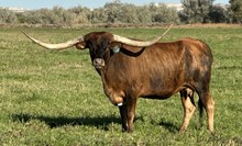 Ill Be Your Daisy DK