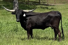 A&S Black Saddle