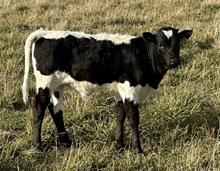 Perfect Shot 25 bull