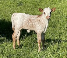 A&S Camas