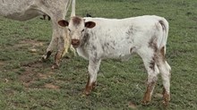 BCR Royal Essence 042 X Solid Ground BCR 053 calf