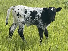 A&S Rex