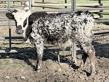 A&S Mister Wonderful 