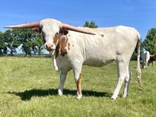 A&S Star’s Grand Anne