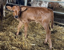 A&S Midas’ Black Fly