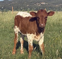 Holy Speckled Calf
