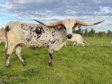 A&S Warlock’s Camelia