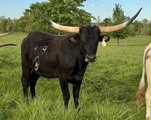 A&S Warlock’s Violet