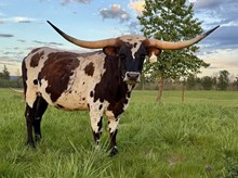 A&S Warlock's Wisteria