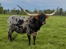 TCC SHELLY'S DELIGHT