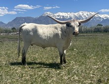 JHCC Golden Marshmallow 