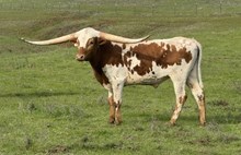 4/8/23 LEZAWE GIRL BC 75