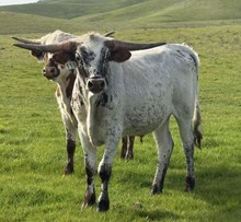 9/22/24 DREAM BC 115