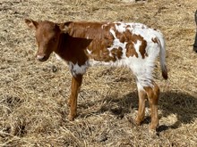 A&S Daisy Duke