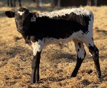 J & T's Lotta Impact