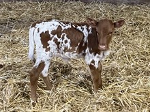 A&S Buzzed on Bubbles 