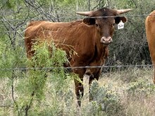 A&S A LITTLE SPECKLE