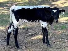 J & T's Lotta Impact