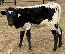 J & T's Lotta Impact